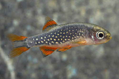 picture of Celestial Pearl Danio Male Lrg                                                                       Danio margaritatus