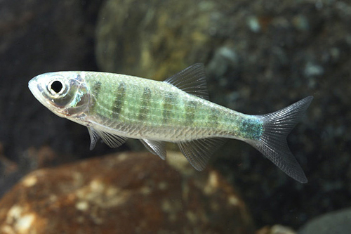 picture of Blue Banded Barilius Danio Reg                                                                       Barilius bernatziki