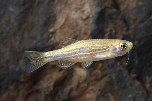 picture of Blue Snakeskin Danio Reg                                                                             Danio meghalayensis