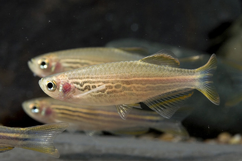 picture of Kyathit Danio Burma Reg                                                                              Danio kyathit