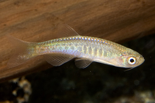 picture of Snakeskin Danio Burma Reg                                                                            Brachydanio nigrofasciatus