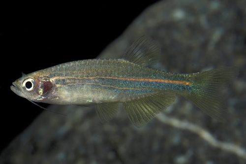 picture of Yellow Hikari Danio Reg                                                                              Danio sp. 'Yellow Hikari'