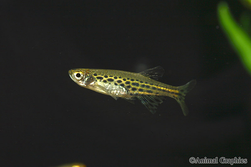 picture of Gold Ring Tinwini Danio Reg                                                                          Danio tinwini