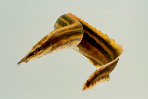 picture of Fire Eel Sml                                                                                         Mastacembelus erythrotaenia