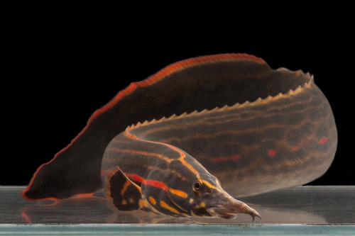 picture of Fire Eel Xlg                                                                                         Mastacembelus erythrotaenia