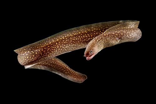 picture of Snowflake Freshwater Moray Eel Reg                                                                   Gymnothorax sp.