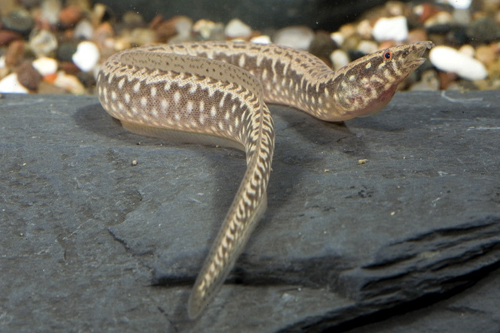 picture of Mastacembelus Eel Reg                                                                                Afromastacembelus sp.