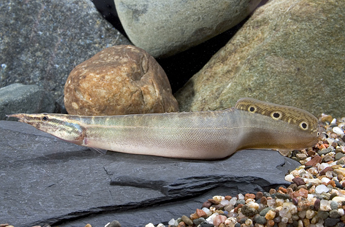 picture of Peacock Eel Lrg                                                                                      Macrognathus siamensis