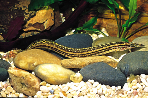 picture of Striped Peacock Eel Med                                                                              Macrognathus aculeatus