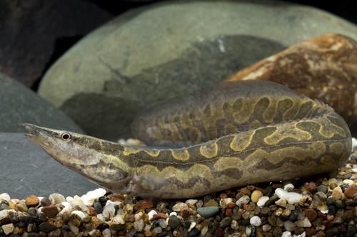 picture of Tiretrack Eel Med                                                                                    Mastacembelus armatus armatus