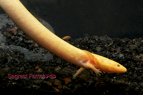 picture of Albino Siren Med                                                                                     Siren intermedia