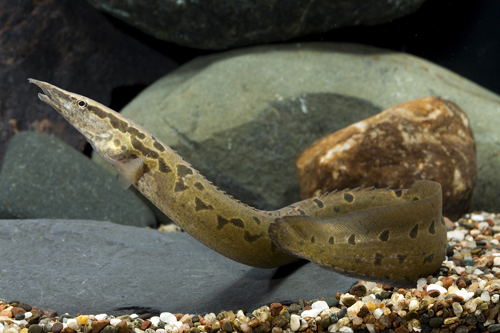 picture of Black Spotted Eel Med                                                                                Mastacemblus dayi