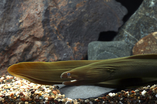 picture of White Cheek Freshwater Moray Eel Lrg                                                                 Echidna rhodochiilus