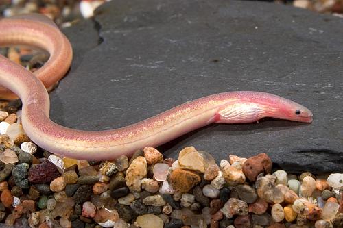 picture of Pink Paddletail Eel Sml                                                                              Moringua raitaborua