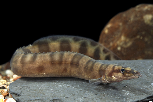 picture of Elipsifer Eel Tanganyika Reg                                                                         Mastacembelus ellipsifer