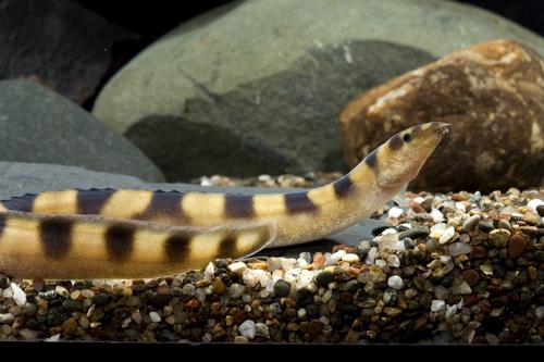 picture of Zebra Eel Tanganyika Lrg                                                                             Mastacembelus plagiostoma 