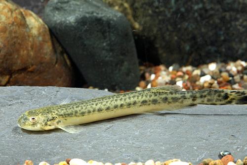 picture of Zebra Eel Reg                                                                                        Synbranchus sp. var. zebra