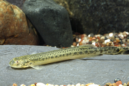 picture of Zebra Eel Lrg                                                                                        Synbranchus sp. var. zebra