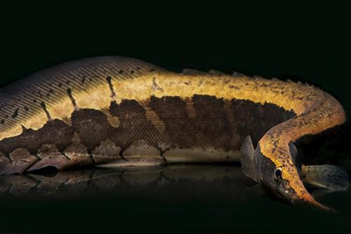 picture of Borneo Python Eel Lrg                                                                                Macrognathus tapirus