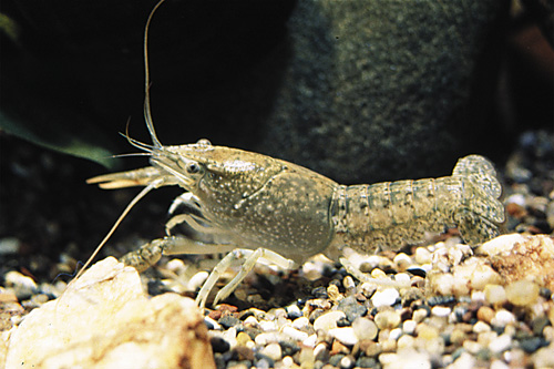 picture of Florida Crawfish Each Reg                                                                            Procambarus alleni