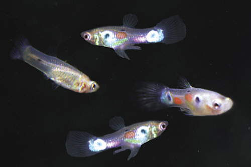 picture of Feeder Guppy Box                                                                                     Poecilia reticulata