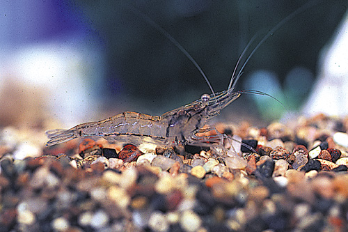 picture of Ghost Shrimp Box                                                                                     Natantia gen. sp.