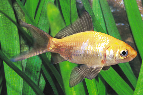 picture of Feeder Comet Special M/S                                                                             Carassius auratus