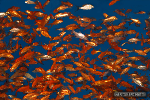 picture of Feeder Comet Half Box                                                                                Carassius auratus