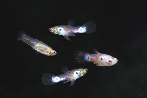 picture of Feeder Guppy Split Box                                                                               Poecilia reticulata