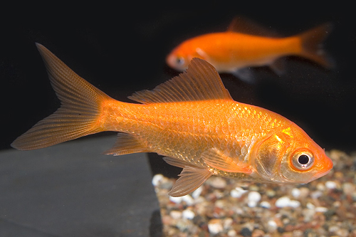 picture of Feeder Comet Half Box                                                                                Carassius auratus