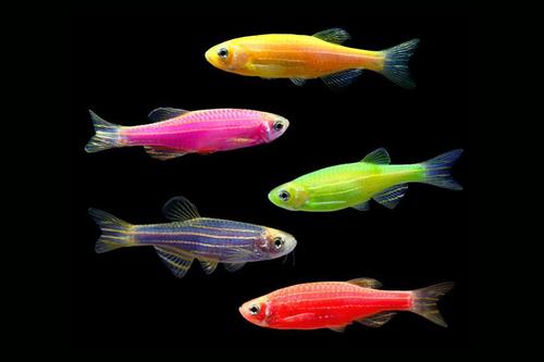 picture of Assorted GloFish® Danio Reg                                                                          Brachydanio rerio