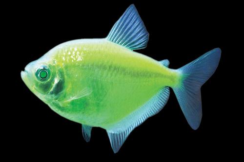 picture of GloFish® Electric Green® Tetra Reg                                                                   Gymnocorymbus ternetzi