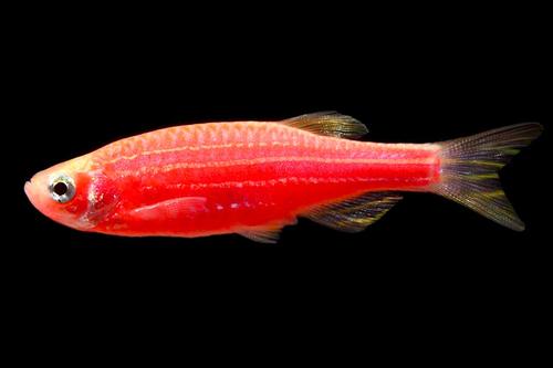 picture of GloFish® Starfire Red® Danio Reg                                                                     Brachydanio rerio