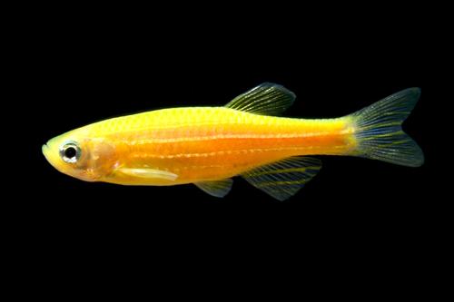 picture of GloFish® Sunburst Orange® Danio Reg                                                                  Brachydanio rerio