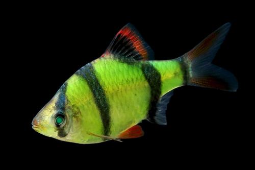 picture of GloFish® Electric Green® Barb Reg                                                                    Puntius tetrazona