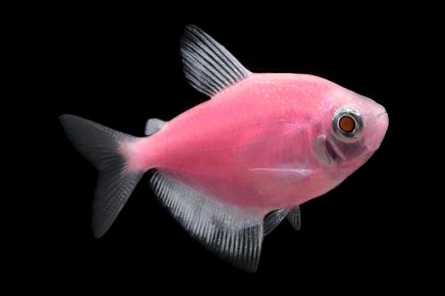 picture of GloFish® Moonrise Pink® Tetra Reg                                                                    Gymnocorymbus ternetzi
