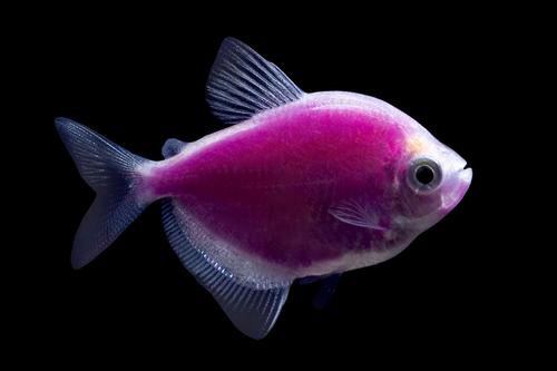 picture of GloFish® Galactic Purple® Tetra Reg                                                                  Gymnocorymbus ternetzi