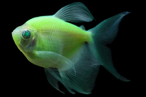 picture of GloFish® Long-Fin Electric Green® Tetra Reg                                                          Gymnocorymbus ternetzi