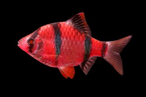 picture of GloFish® Starfire Red® Barb Reg                                                                      Puntius tetrazona