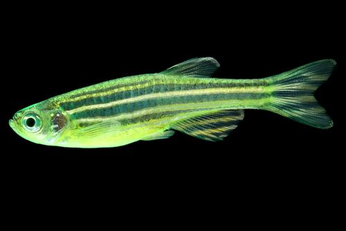 picture of Glofish® Striped Electric Green® Danio Reg                                                           Brachydanio rerio