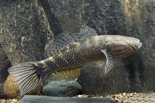 picture of Sleeper Goby Reg                                                                                     Dormitator maculatus