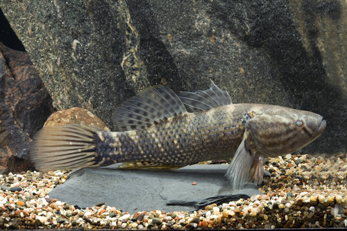 picture of Sleeper Goby Lrg                                                                                     Dormitator maculatus