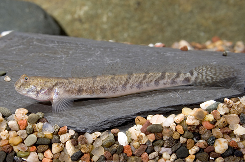 picture of Indian Dragon Goby Reg                                                                               Odontamblyopus rubicundus