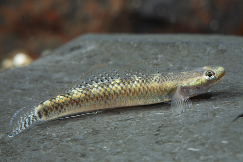 picture of Electric Blue Stiphodon Goby Reg                                                                     Stiphodon atropurpureus