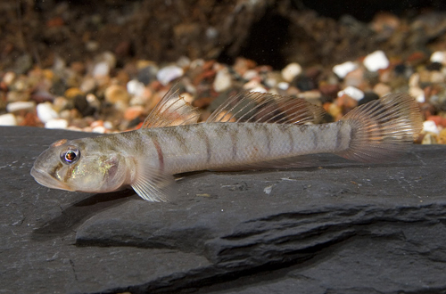 picture of Striped Goby Belem Reg                                                                               Awaous flavus