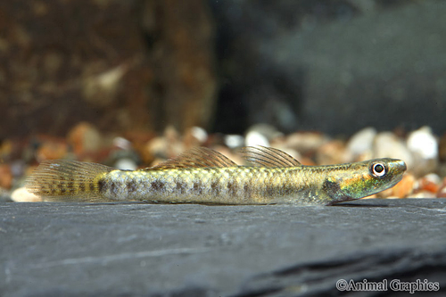 picture of Gold Spot Stiphodon Goby Reg                                                                         Stiphodon sp.