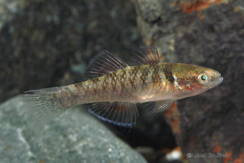 picture of Empire Gudgeon Goby Reg                                                                              Hypseleotris compressa