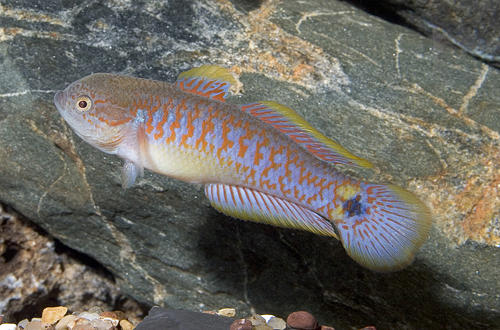 picture of Peacock Gudgeon Florida Sml                                                                          Tateurndina ocellicauda