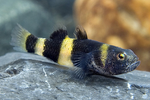 picture of Bumblebee Goby Reg                                                                                   Brachygobius doriae