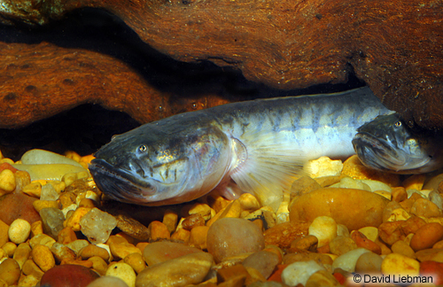 picture of Dragon Fish Goby Lrg                                                                                 Gobioides broussonetti